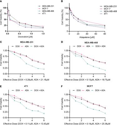 Adapalene and Doxorubicin Synergistically Promote Apoptosis of TNBC Cells by Hyperactivation of the ERK1/2 Pathway Through ROS Induction